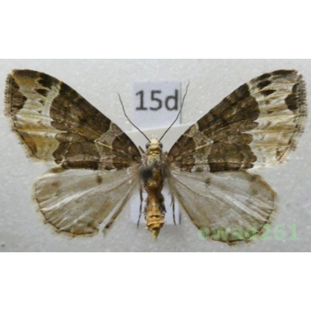 Ecliptopera capitata (Herrich-Schäffer, 1839) Czech15d
